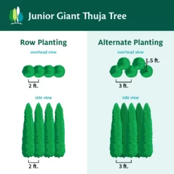 Fast Growing Trees Arborvitae Trees Junior Giant Thuja Tree