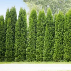 Fast Growing Trees Arborvitae Trees Junior Giant Thuja Tree