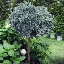 Fast Growing Trees Blue Star Juniper Tree