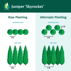 Fast Growing Trees Skyrocket Junipers