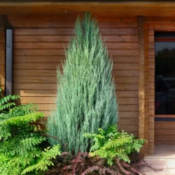 Fast Growing Trees Skyrocket Junipers