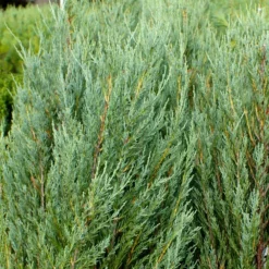 Fast Growing Trees Skyrocket Junipers