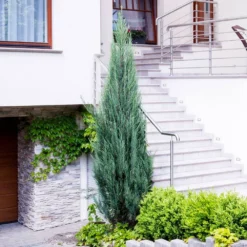 Fast Growing Trees Skyrocket Junipers