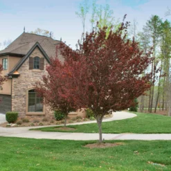 Fast Growing Trees Flowering Plum Trees KV' Flowering Plum Tree