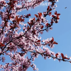 Fast Growing Trees Flowering Plum Trees KV' Flowering Plum Tree