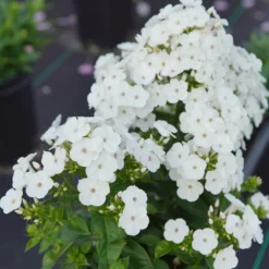 Fast Growing Trees Deer Resistant Plants Super Ka-Pow™ White Phlox 7 Fast Growing Trees Deer Resistant Plants Super Ka-Pow™ White Phlox