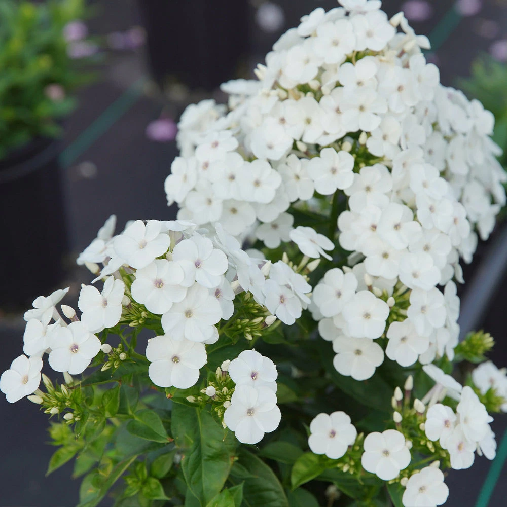 Fast Growing Trees Deer Resistant Plants Super Ka-Pow™ White Phlox 5 Fast Growing Trees Deer Resistant Plants Super Ka-Pow™ White Phlox