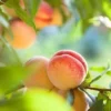 Fast Growing Trees See All Fruit Trees Kader Peach Tree