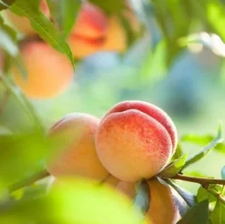 Fast Growing Trees See All Fruit Trees Kader Peach Tree