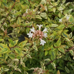 Fast Growing Trees Kaleidoscope Abelia Shrub See All Shrubs & Hedges