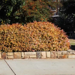 Fast Growing Trees Kaleidoscope Abelia Shrub See All Shrubs & Hedges