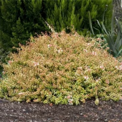 Fast Growing Trees Kaleidoscope Abelia Shrub See All Shrubs & Hedges