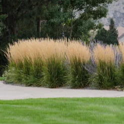Fast Growing Trees Karl Foerster Grass Ornamental Grasses