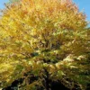 Fast Growing Trees See All Shade Trees Katsura Tree