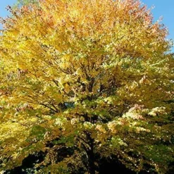 Fast Growing Trees See All Shade Trees Katsura Tree