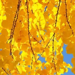 Fast Growing Trees See All Shade Trees Katsura Tree 8 Fast Growing Trees See All Shade Trees Katsura Tree