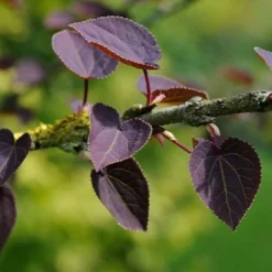 Fast Growing Trees See All Shade Trees Katsura Tree 9 Fast Growing Trees See All Shade Trees Katsura Tree