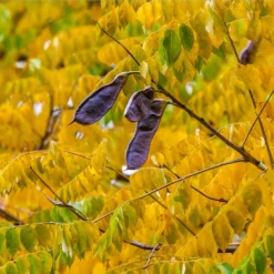 Fast Growing Trees See All Shade Trees Kentucky Coffeetree 9 Fast Growing Trees See All Shade Trees Kentucky Coffeetree