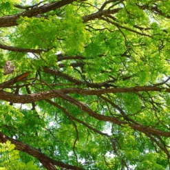 Fast Growing Trees See All Shade Trees Kentucky Coffeetree 8 Fast Growing Trees See All Shade Trees Kentucky Coffeetree