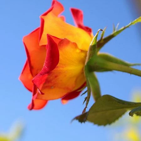 Fast Growing Trees Ketchup & Mustard Rose Tree 5 Fast Growing Trees Ketchup & Mustard Rose Tree