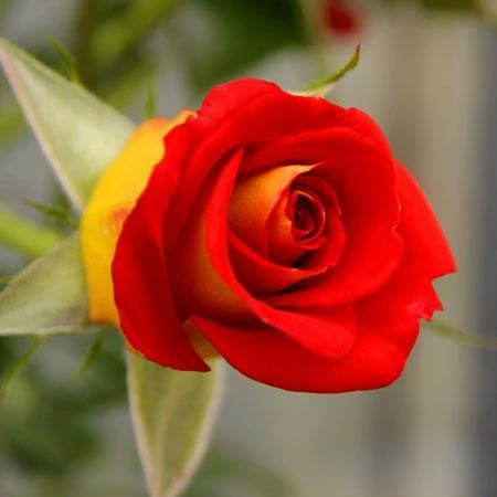 Fast Growing Trees Ketchup & Mustard Rose Tree 7 Fast Growing Trees Ketchup & Mustard Rose Tree