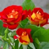Fast Growing Trees Roses Ketchup And Mustard Rose Shrub