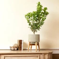 Fast Growing Trees Key Lime Bush Citrus Trees