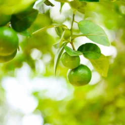 Fast Growing Trees Our Newest Arrivals Key Lime Bush