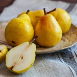 Fast Growing Trees Kieffer Pear Tree