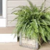 Fast Growing Trees Kimberly Queen Fern Our Newest Arrivals 2 Fast Growing Trees Kimberly Queen Fern Our Newest Arrivals