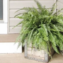 Fast Growing Trees Kimberly Queen Fern Our Newest Arrivals