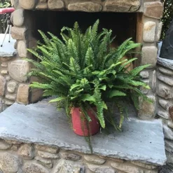 Fast Growing Trees Kimberly Queen Fern Our Newest Arrivals