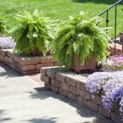 Fast Growing Trees Kimberly Queen Fern Our Newest Arrivals