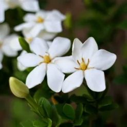 Fast Growing Trees Kleim's Hardy Gardenia Shrub