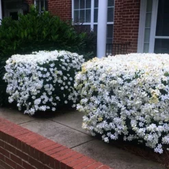 FASTGROWINGTREES Sales 46 Fast Growing Trees Kleim's Hardy Gardenia Shrub