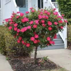Fast Growing Trees Rose Trees Knock Out® Rose Tree