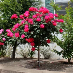 Fast Growing Trees Rose Trees Knock Out® Rose Tree