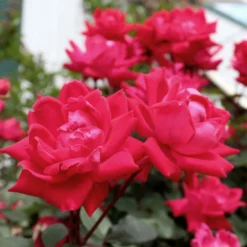 Fast Growing Trees Rose Trees Knock Out® Rose Tree