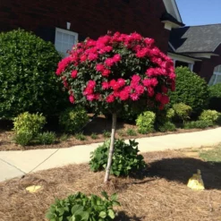 Fast Growing Trees Rose Trees Knock Out® Rose Tree