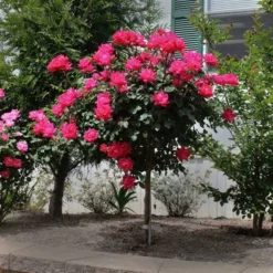 Fast Growing Trees Rose Trees Knock Out® Rose Tree