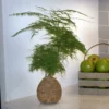 Fast Growing Trees Kokedama Asparagus Fern Plant