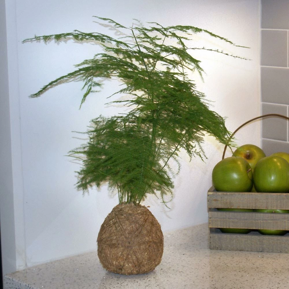 Fast Growing Trees Kokedama Asparagus Fern Plant 3 Fast Growing Trees Kokedama Asparagus Fern Plant