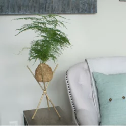 Fast Growing Trees Kokedama Asparagus Fern Plant