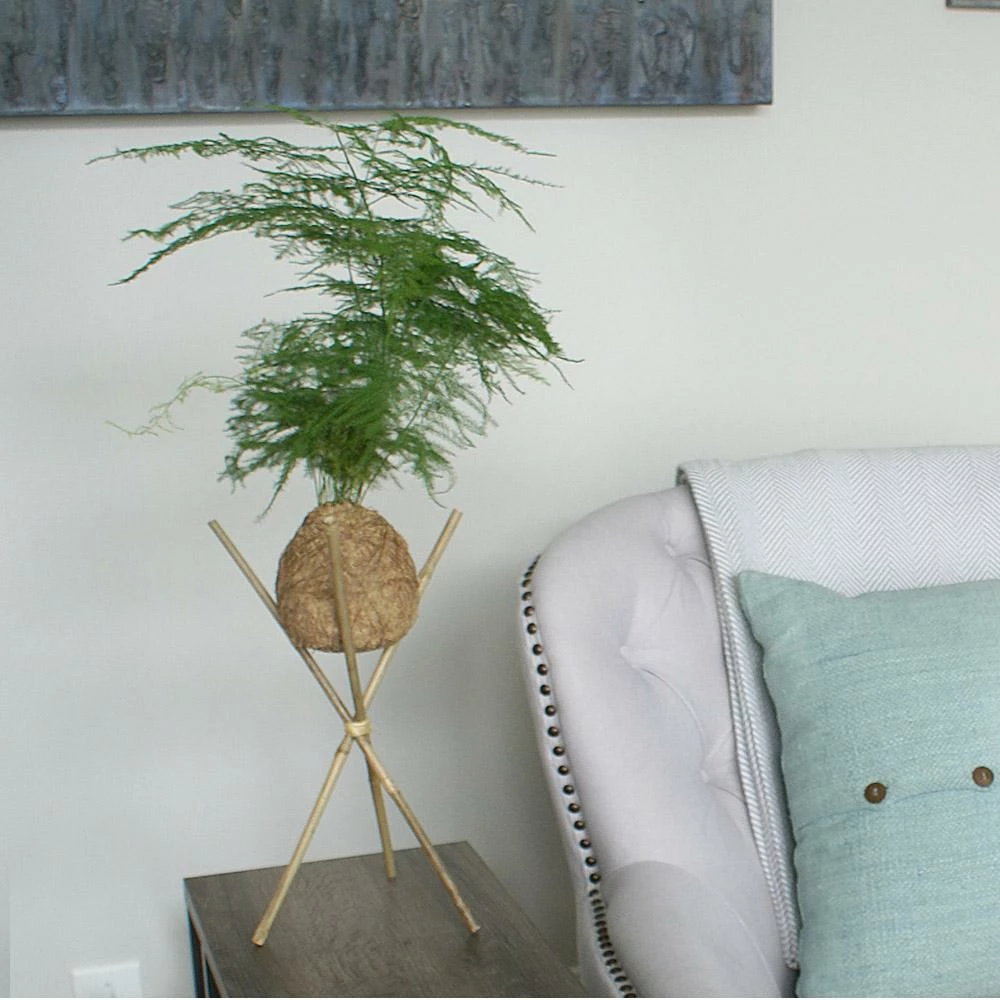 Fast Growing Trees Kokedama Asparagus Fern Plant 4 Fast Growing Trees Kokedama Asparagus Fern Plant