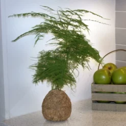 Fast Growing Trees Kokedama Asparagus Fern Plant 8 Fast Growing Trees Kokedama Asparagus Fern Plant