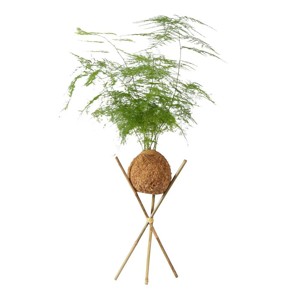 Fast Growing Trees Kokedama Asparagus Fern Plant 6 Fast Growing Trees Kokedama Asparagus Fern Plant