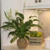 Fast Growing Trees Kokedama Peace Lily Plant See All House & Patio