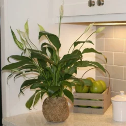 Fast Growing Trees Kokedama Peace Lily Plant See All House & Patio