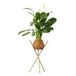 Fast Growing Trees Kokedama Peace Lily Plant See All House & Patio