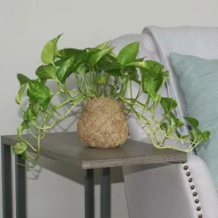 Fast Growing Trees Kokedama Golden Pothos Plant See All House & Patio